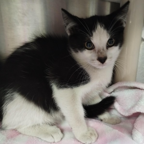 Shelter Stray Male Cat last seen Near BLOCK BRUSH ST, 1590 Fortmann Way, Alameda, CA 94501, USA