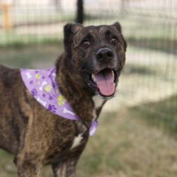 Shelter Stray Male Dog last seen Near BLOCK BLUEBONNET ST, 4710 TX-151, San Antonio, TX 78227, USA