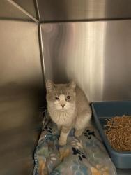 Shelter Stray Female Cat last seen Near BLOCK W BRIXTON RD, 4522 W 3500 S, West Valley City, UT 84120, USA
