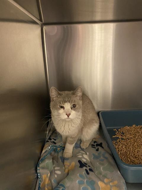 Shelter Stray Female Cat last seen Near BLOCK W BRIXTON RD, 4522 W 3500 S, West Valley City, UT 84120, USA