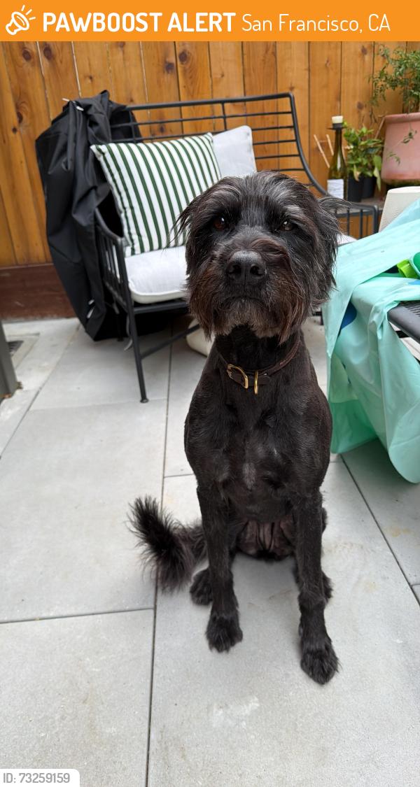 Found/Stray Female Dog last seen Backyards of the top Ashbury block, San Francisco, CA 94117