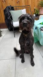 Found/Stray Female Dog last seen Backyards of the top Ashbury block, San Francisco, CA 94117
