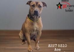 Shelter Stray Male Dog last seen , 1850 W 60th St, Los Angeles, CA 90047, USA