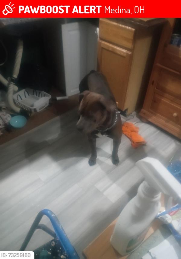 Lost Male Dog last seen Vine street, Medina, OH 44256