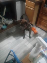 Lost Male Dog last seen Vine street, Medina, OH 44256