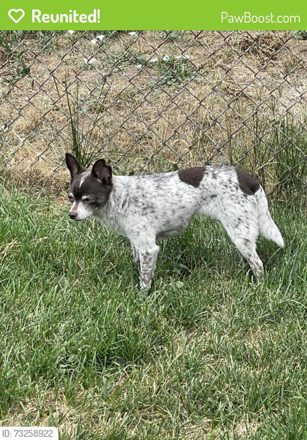 Reunited Female Dog last seen Lasley Elementary, Lakewood, CO 80232