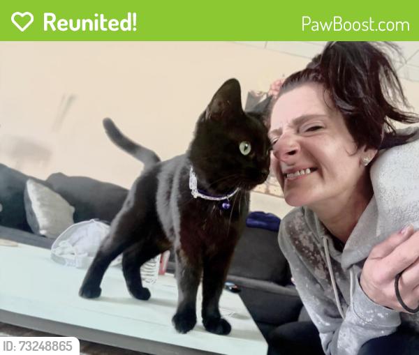 Reunited Female Cat last seen Theodore, Scranton, PA 18508