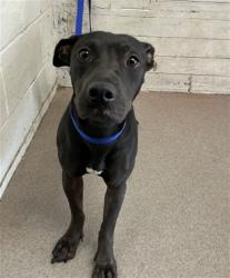 Shelter Stray Female Dog last seen Near BLOCK E. FAIRWAY, 333 Chandler Pl, San Bernardino, CA 92408, USA