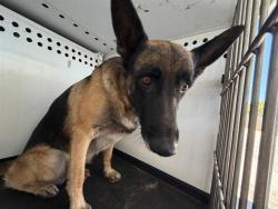 Shelter Stray Male Dog last seen F ST/ PALM ST, BAKERSFIELD, CA, 201 S Mt Vernon Ave, Bakersfield, CA 93307, USA