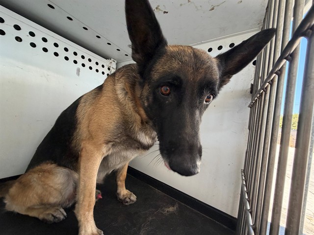 Shelter Stray Male Dog last seen F ST/ PALM ST, BAKERSFIELD, CA, 201 S Mt Vernon Ave, Bakersfield, CA 93307, USA