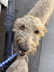 Shelter Stray Female Dog last seen Near BLK FINCH WY, BAKERSFIELD, CA, 201 S Mt Vernon Ave, Bakersfield, CA 93307, USA