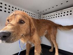 Shelter Stray Male Dog last seen Near BLK FINCH WY, BAKERSFIELD, CA, 201 S Mt Vernon Ave, Bakersfield, CA 93307, USA