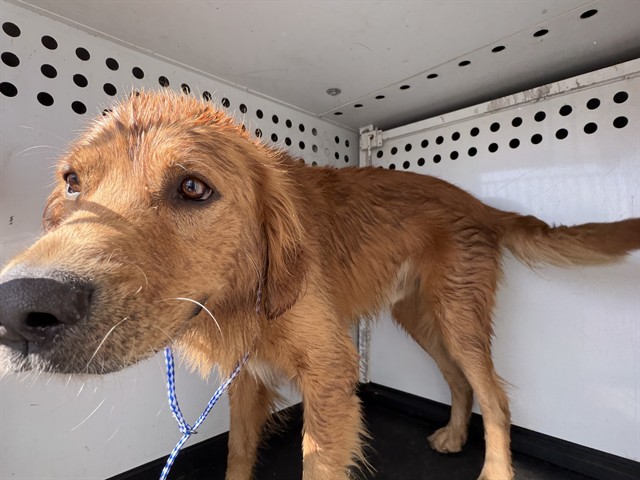 Shelter Stray Male Dog last seen Near BLK FINCH WY, BAKERSFIELD, CA, 201 S Mt Vernon Ave, Bakersfield, CA 93307, USA