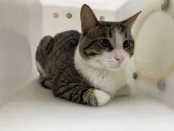 Shelter Stray Male Cat last seen Near BLOCK W BECKETT AVE, 3839 W Burnham St, West Milwaukee, WI 53215, USA