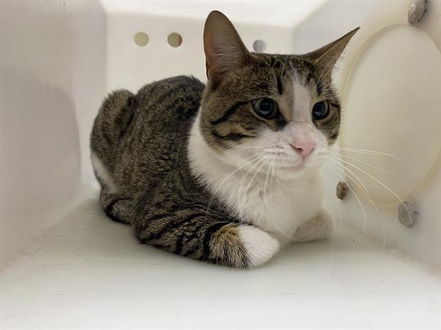 Shelter Stray Male Cat last seen Near BLOCK W BECKETT AVE, 3839 W Burnham St, West Milwaukee, WI 53215, USA