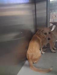Shelter Stray Male Dog last seen ROSEDALE/COFFEE, BAKERFSIELD, 201 S Mt Vernon Ave, Bakersfield, CA 93307, USA