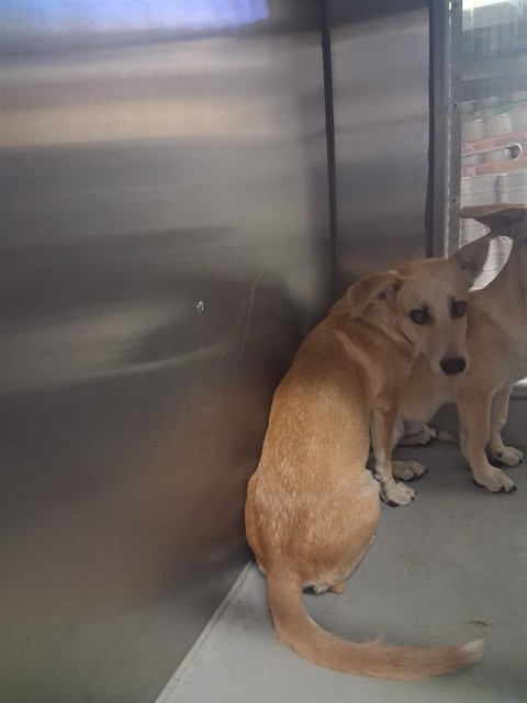 Shelter Stray Male Dog last seen ROSEDALE/COFFEE, BAKERFSIELD, 201 S Mt Vernon Ave, Bakersfield, CA 93307, USA