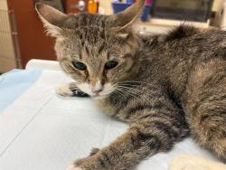 Shelter Stray Unknown Cat last seen 45TH/BURNHAM, 3839 W Burnham St, West Milwaukee, WI 53215, USA