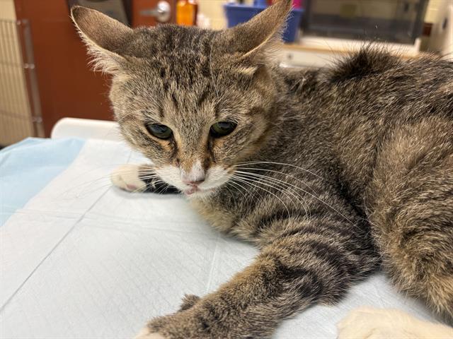 Shelter Stray Unknown Cat last seen 45TH/BURNHAM, 3839 W Burnham St, West Milwaukee, WI 53215, USA
