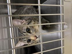 Shelter Stray Unknown Cat last seen Near BLOCK S 13TH ST, 3839 W Burnham St, West Milwaukee, WI 53215, USA