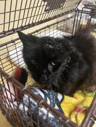 Shelter Stray Female Cat last seen DIAS AVE & TRAVELODGE MHP, 2127 Front St, Sacramento, CA 95818, USA