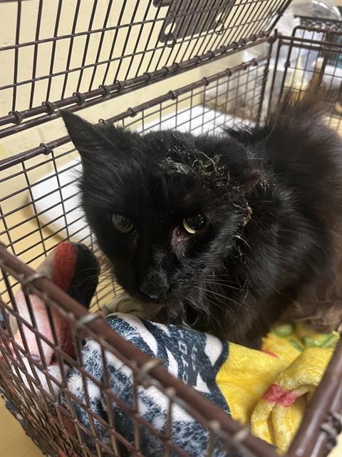 Shelter Stray Female Cat last seen DIAS AVE & TRAVELODGE MHP, 2127 Front St, Sacramento, CA 95818, USA