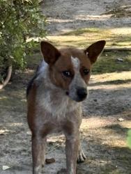 Found/Stray Unknown Dog last seen Oak and Rose streets across from Hutchins Street Square, Lodi, CA 95258