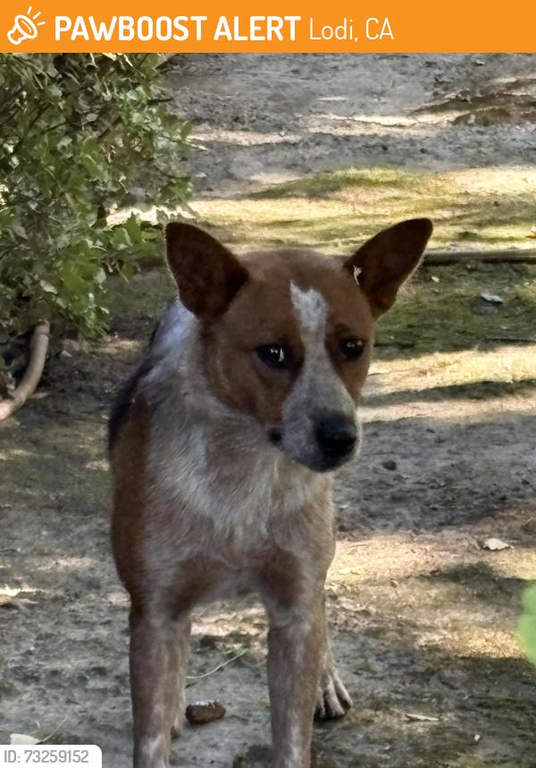 Found/Stray Unknown Dog last seen Oak and Rose streets across from Hutchins Street Square, Lodi, CA 95258