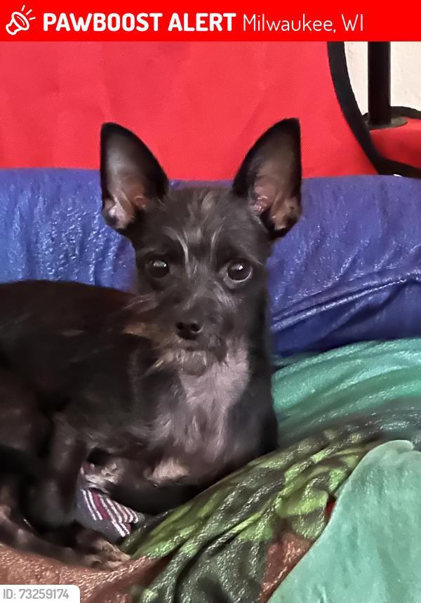 Lost Female Dog last seen Teutonia and Silverspring, Milwaukee, WI 53209