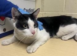 Shelter Stray Male Cat last seen SUTTERVILLE RD & DEL RIO RD, 2127 Front St, Sacramento, CA 95818, USA