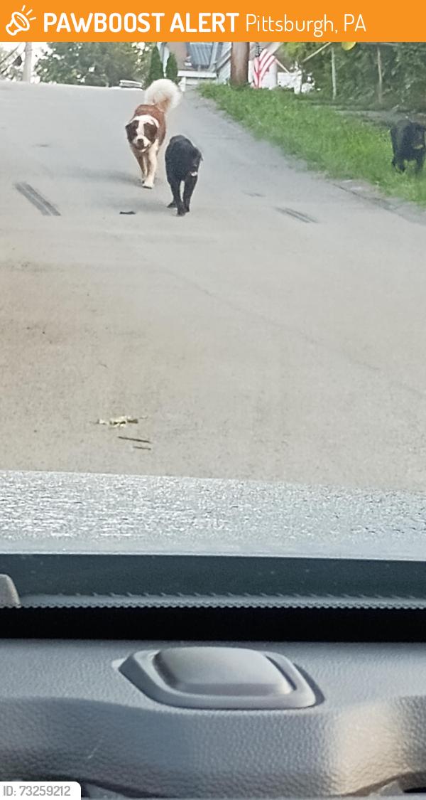 Found/Stray Unknown Dog last seen Alries, Pittsburgh, PA 15210