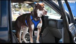 Reunited Male Dog last seen Lime Ave & E Anaheim St, Long Beach, CA 90813, USA, Long Beach, CA 90813