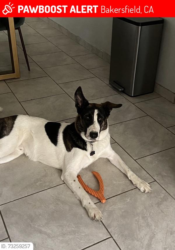 Lost Male Dog last seen Hageman old farm, Bakersfield, CA 93312