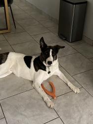 Lost Male Dog last seen Hageman old farm, Bakersfield, CA 93312
