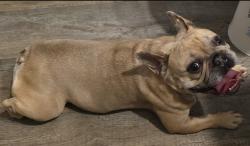 Reunited Female Dog last seen The Arboretum, Leland, NC 28451