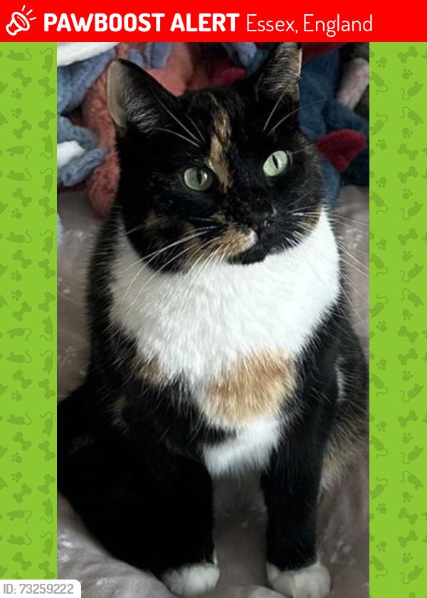 Lost Female Cat last seen Off Mersea Road, Essex, England 