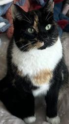 Lost Female Cat last seen Off Mersea Road, Essex, England 