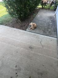 Found/Stray Unknown Cat last seen At my door, Mebane, NC 27302