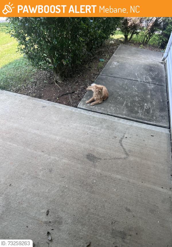 Found/Stray Unknown Cat last seen At my door, Mebane, NC 27302