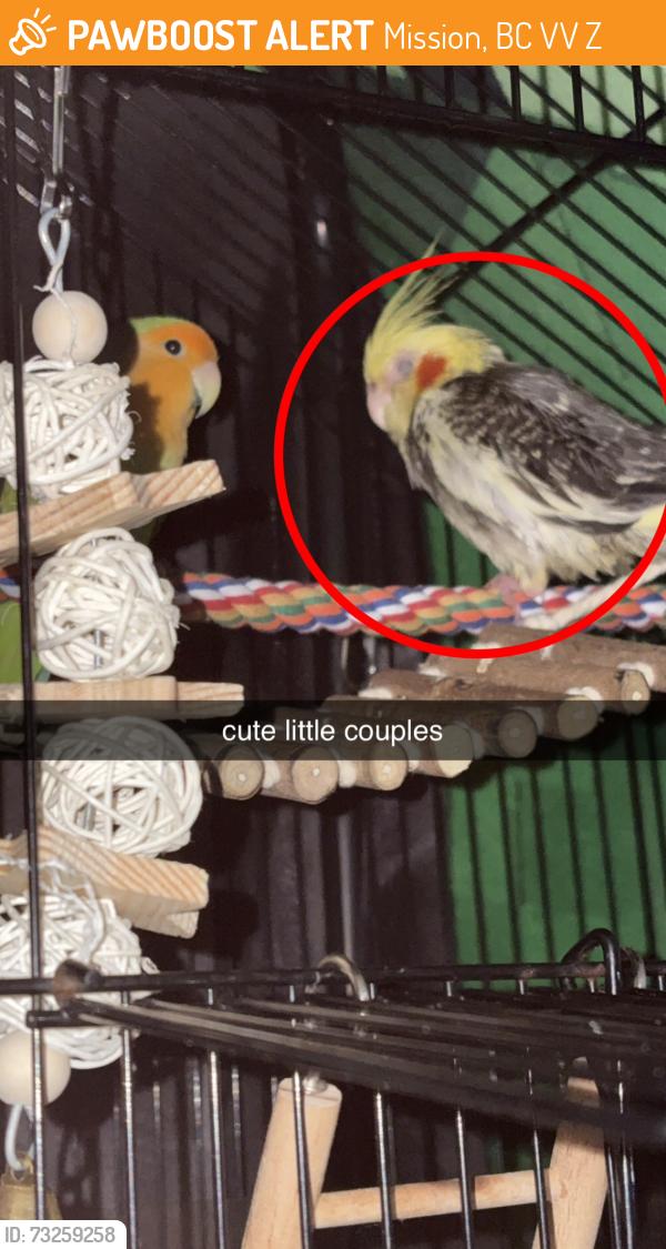 Found/Stray Male Bird last seen 6th ave, Mission, BC V2V 1Z8