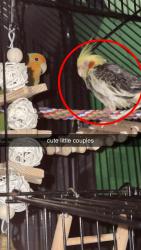 Found/Stray Male Bird last seen 6th ave, Mission, BC V2V 1Z8