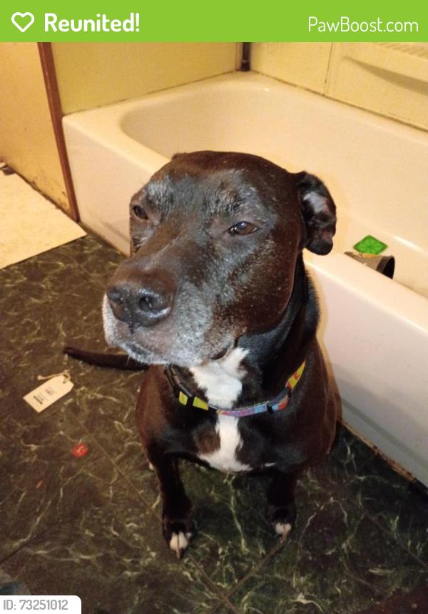 Reunited Male Dog last seen US HWY 19, New Port Richey, FL 34652