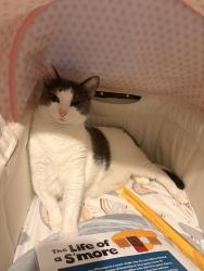 Lost Female Cat last seen Near scenic hwy, Dundee, FL 33838