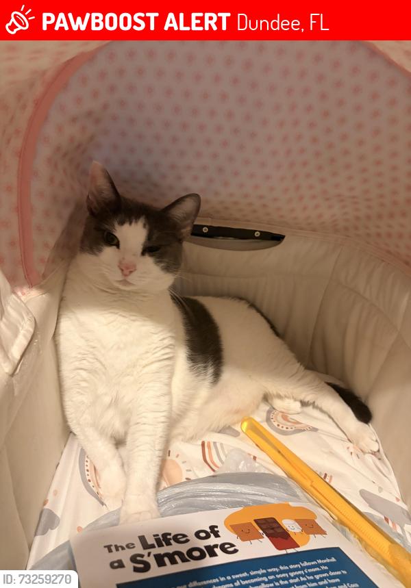 Lost Female Cat last seen Near scenic hwy, Dundee, FL 33838