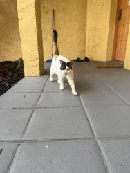 Reunited Unknown Cat last seen Napoli gardens Coral Springs fl, Coral Springs, FL 33071
