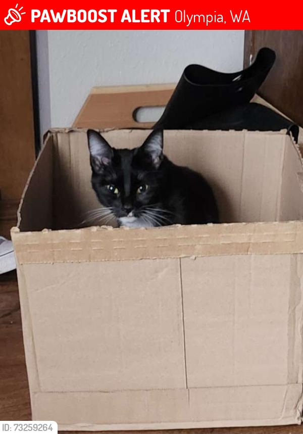 Lost Female Cat last seen Deerbrush, Olympia, WA 98513