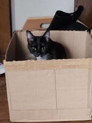 Lost Female Cat last seen Deerbrush, Olympia, WA 98513