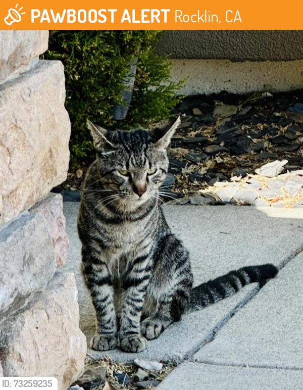 Found/Stray Male Cat last seen Sandy trail, Rocklin, CA 95765
