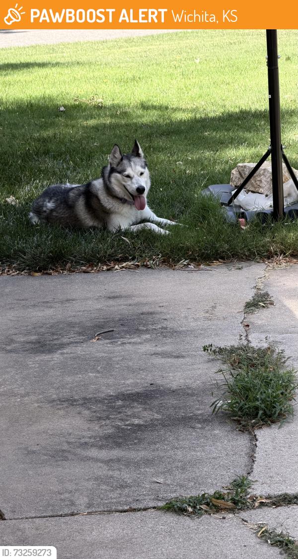 Found/Stray Female Dog last seen 25th Street North, Wichita, KS 67203