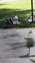 Found/Stray Female Dog last seen 25th Street North, Wichita, KS 67203